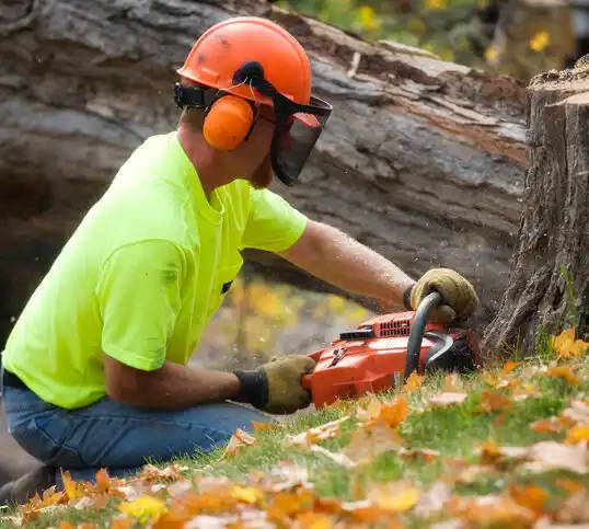 tree services Fife Lake